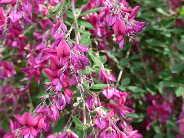 Lespedeza thunbergii image