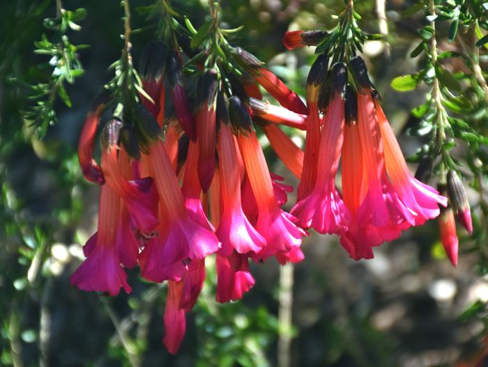 Cantua buxifolia image