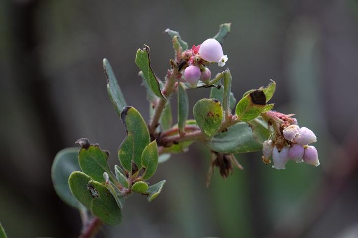 Arctostaphylos glandulosa subsp. crassifolia image