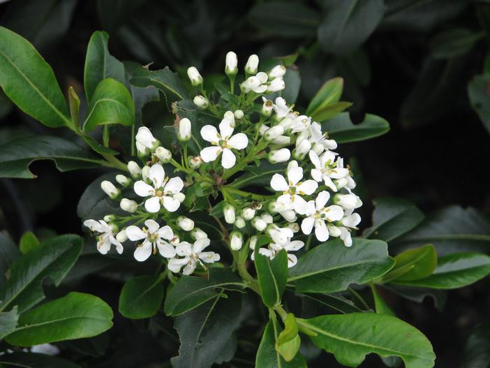 Escallonia bifida image