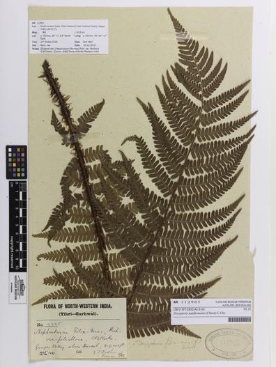 Dryopteris xanthomelas image