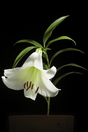 Lilium japonicum image