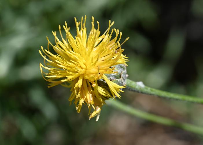 Centaurea rupestris image