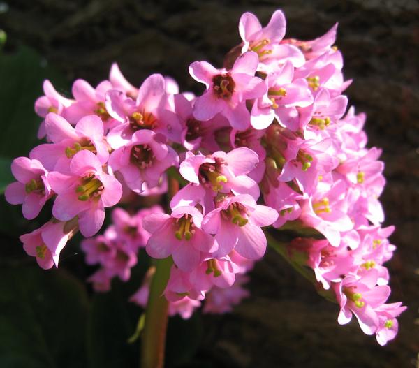 Bergenia purpurascens image