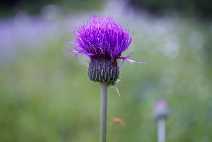 Serratula coronata image