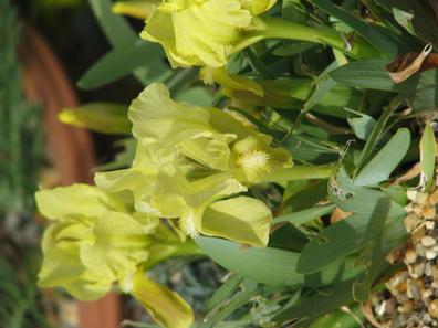 Iris attica image