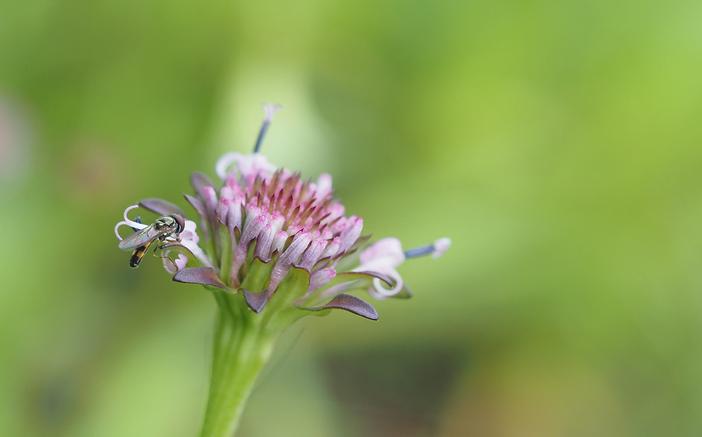 Marshallia grandiflora image