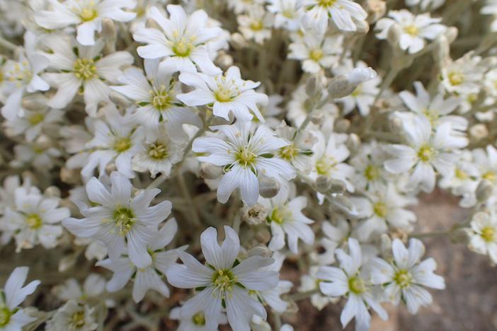 Cerastium candidissimum image