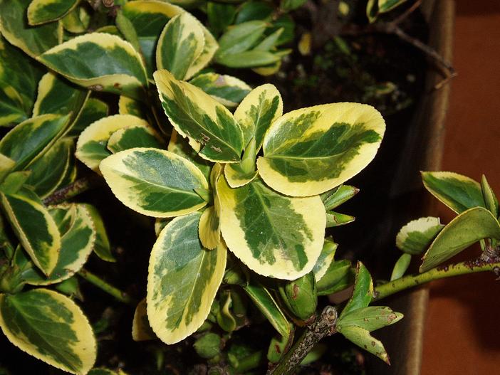 Euonymus fortunei var. radicans image