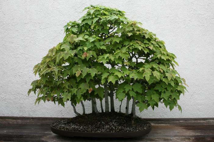Acer rubrum var. drummondii image