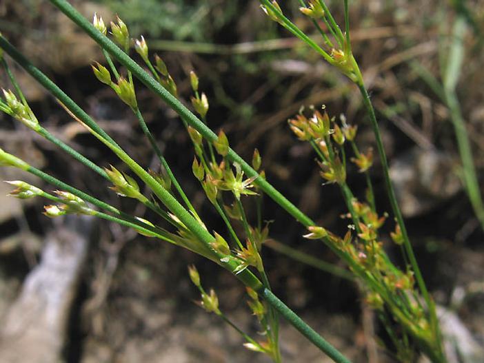 Juncus rugulosus image