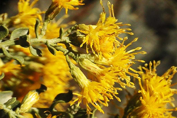 Ericameria cuneata image