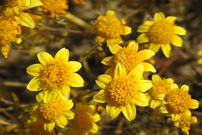 Lasthenia californica image