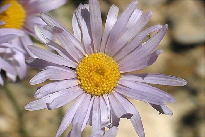 Erigeron argentatus image