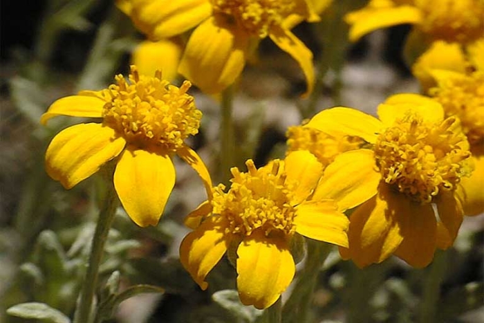 Eriophyllum lanatum image