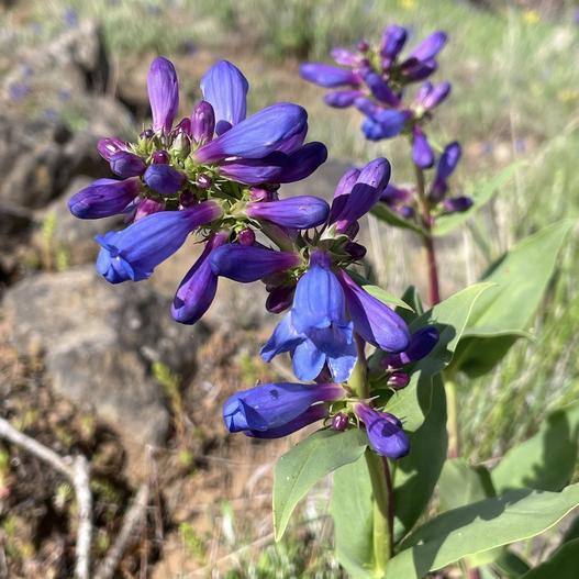 Penstemon pennellianus image
