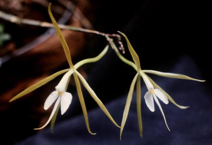 Epidendrum nocturnum image