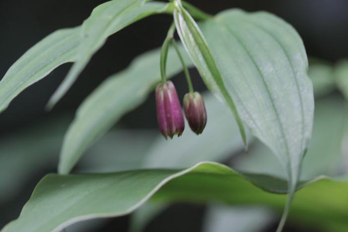 Disporum cantoniense image