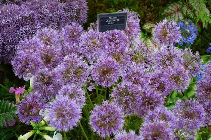 Allium jesdianum image