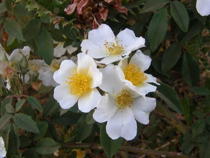 Rosa abyssinica image