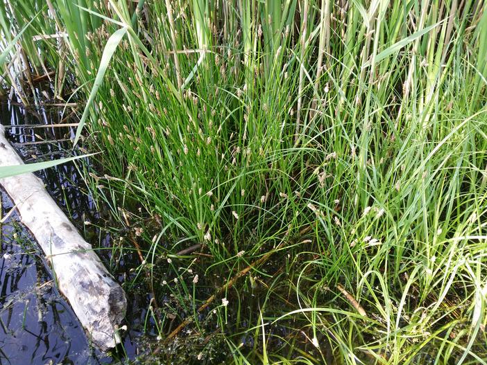 Eleocharis palustris subsp. waltersii image