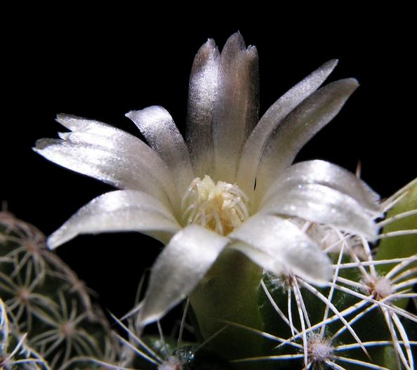 Mammillaria vetula subsp. gracilis image