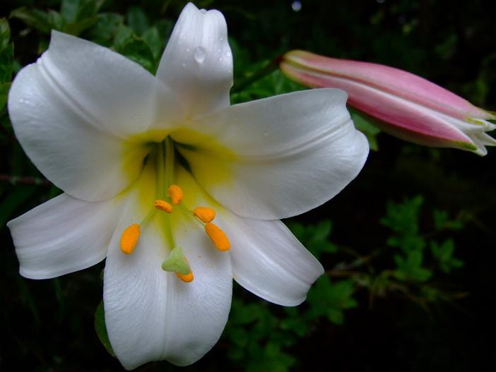 Lilium formosanum image