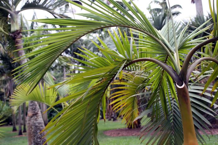 Hyophorbe indica image