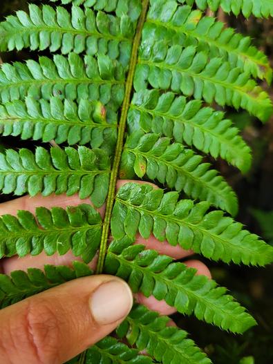Polystichum setigerum image
