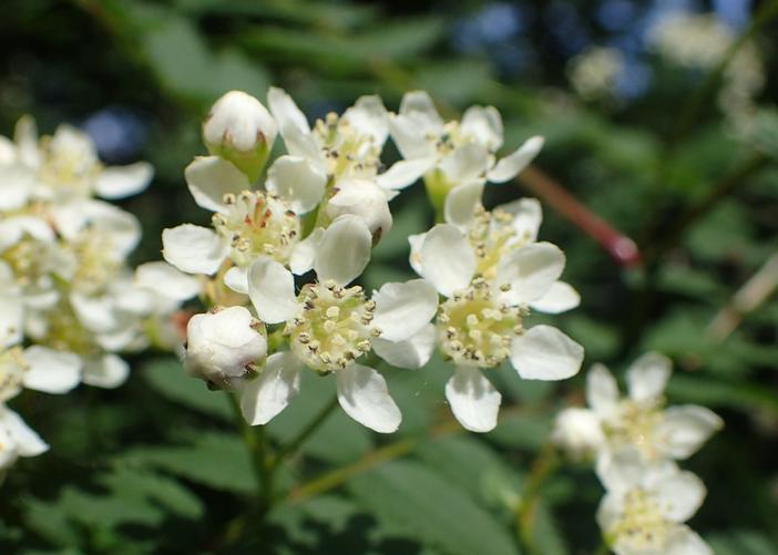 Sorbus koehneana image