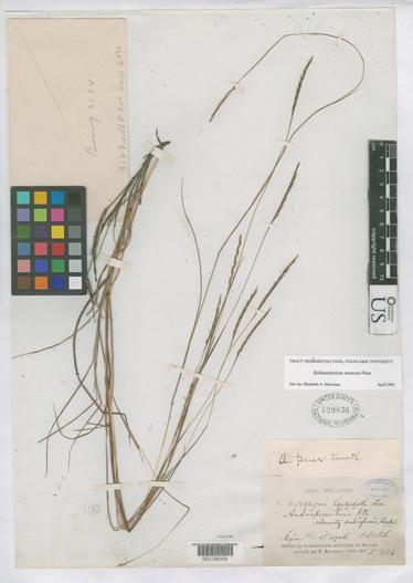 Andropogon tener image