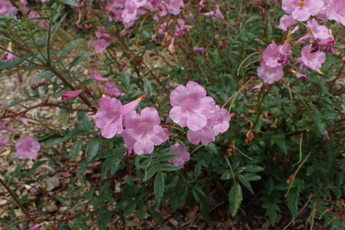 Incarvillea diffusa image