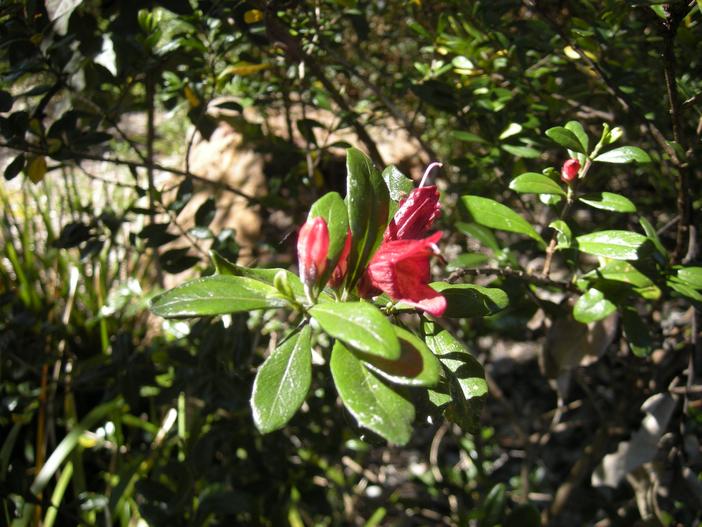 Graptophyllum excelsum image