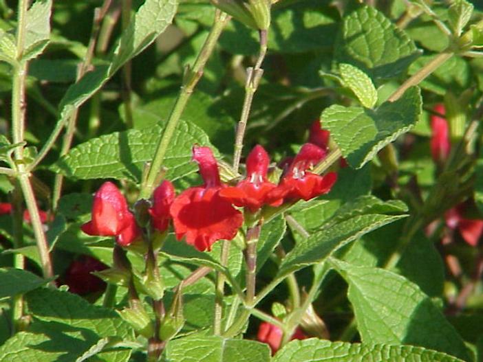 Salvia blepharophylla image