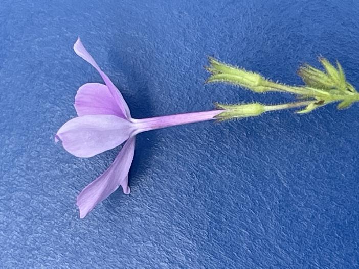 Phlox floridana image