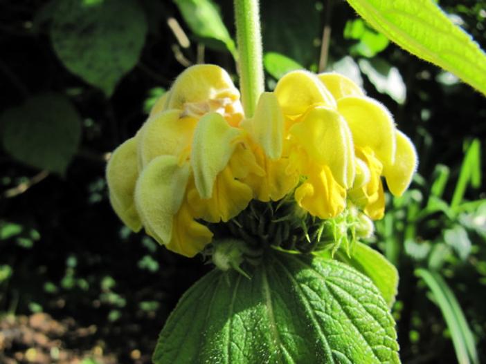 Phlomis russeliana image