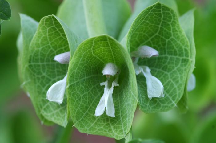 Moluccella laevis image