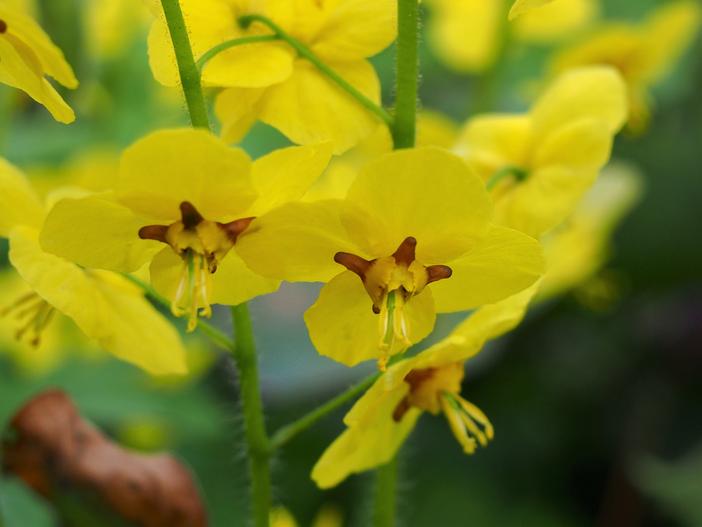 Epimedium pinnatum image