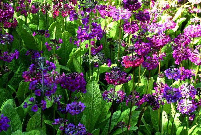 Primula beesiana image