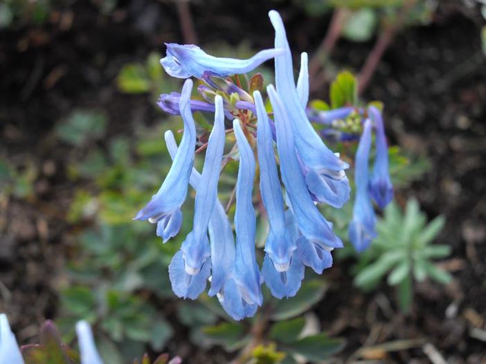 Corydalis flexuosa image