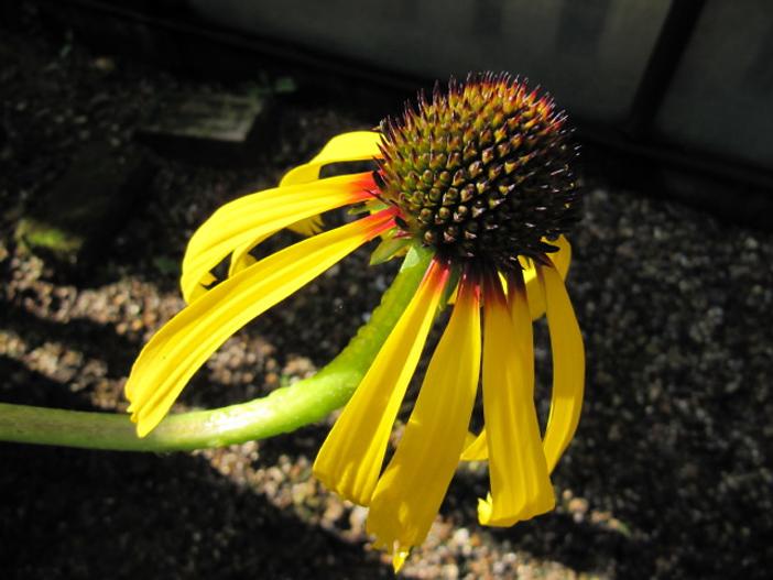 Echinacea paradoxa image