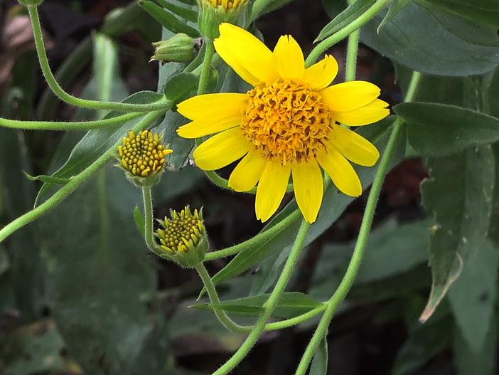 Arnica lanceolata subsp. prima image