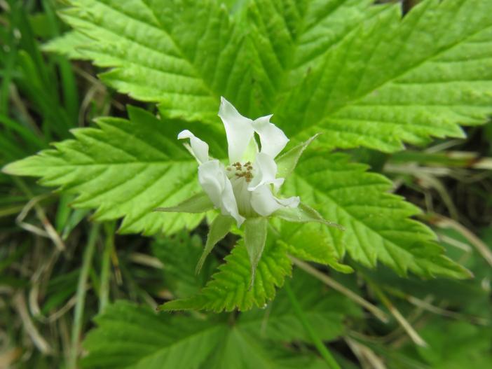 Rubus pseudojaponicus image