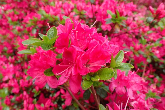 Rhododendron kiusianum image