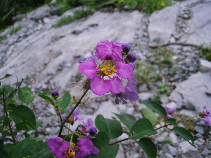 Mascagnia lilacina image