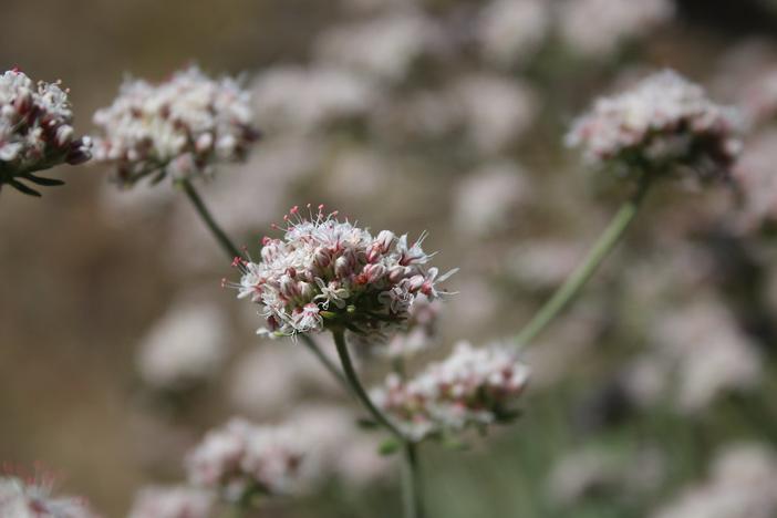Eriogonum fasciculatum var. polifolium image