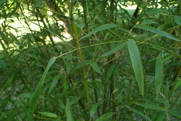 Phyllostachys mannii image