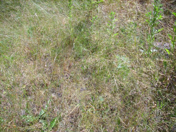 Agrostis pourretii image