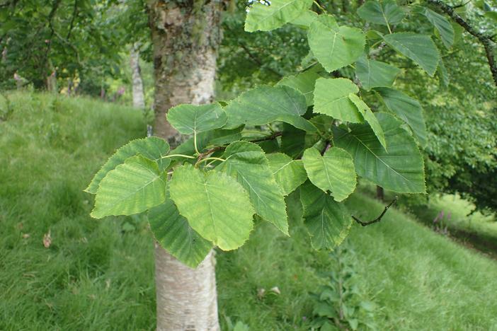 Betula maximowicziana image