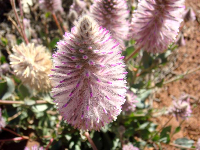 Ptilotus exaltatus image